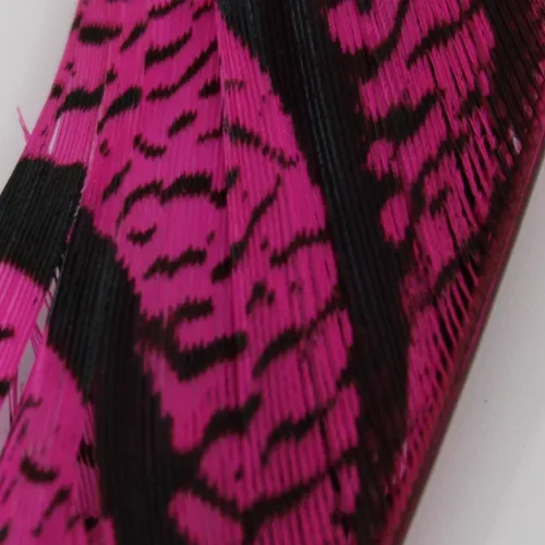 Lady Amherst Ctr Tail